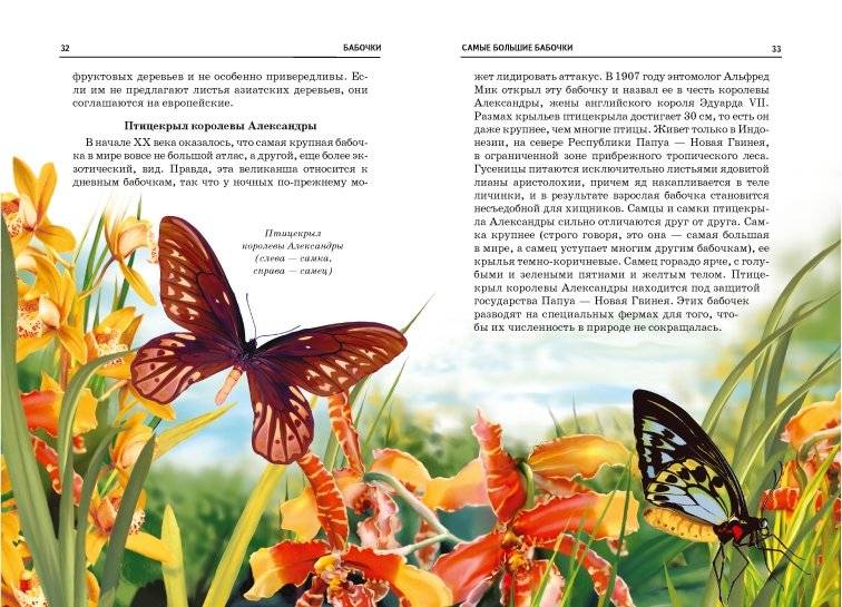 Бабочки. Школьный путеводитель фото книги 3