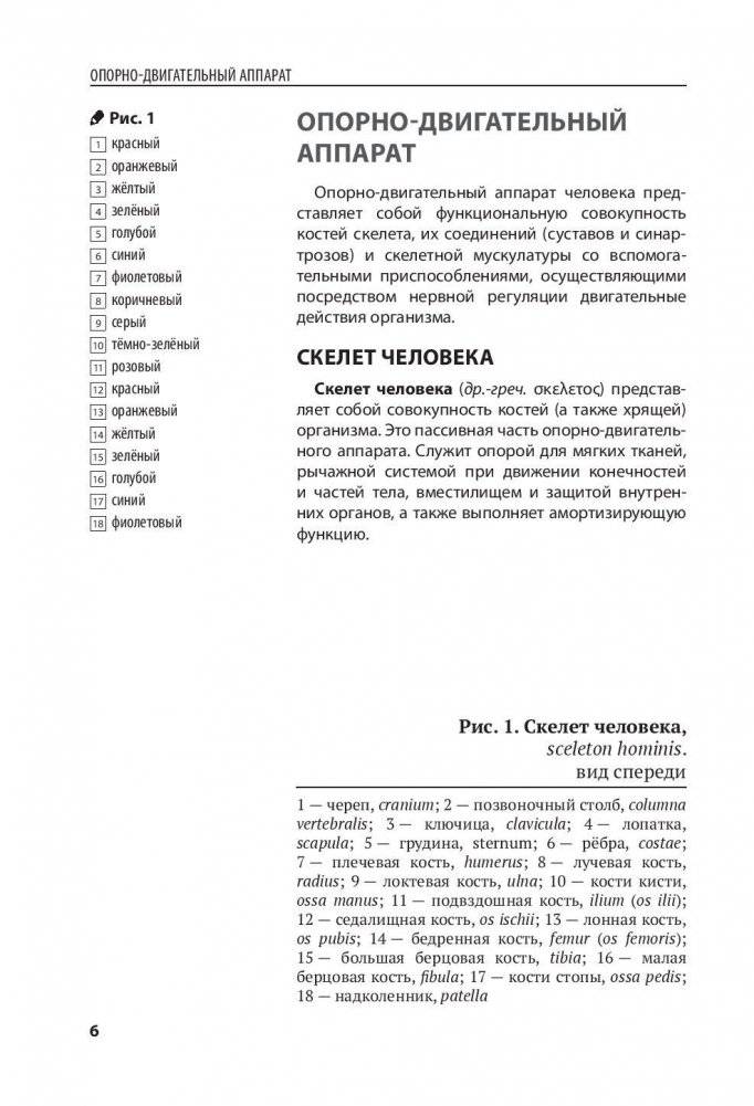 Анатомия человека. Компактный атлас-раскраска фото книги 5