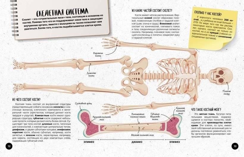 Что? Как? Почему? Мои первые знания про ТЕЛО ЧЕЛОВЕКА (с постером) фото книги 5
