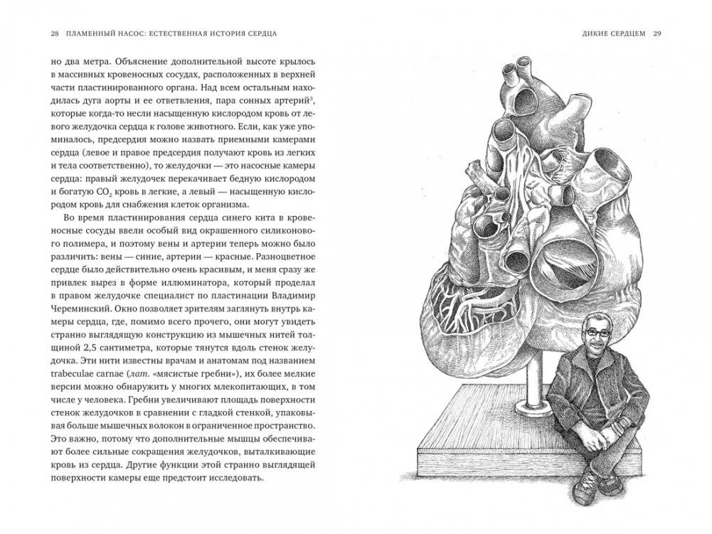 Пламенный насос: Естественная история сердца фото книги 4