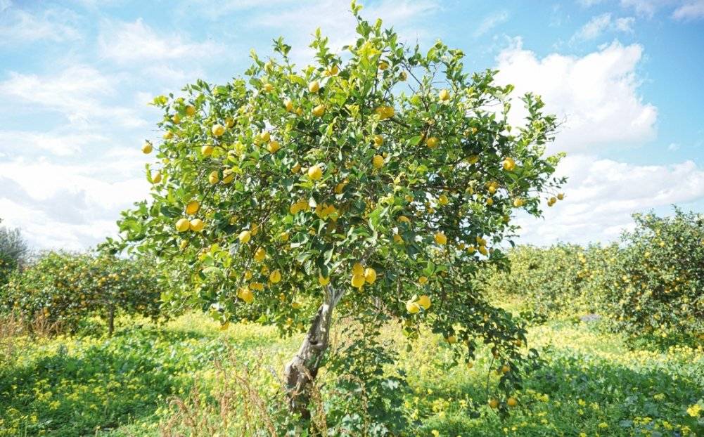 Лимон: От корки до корки. Яркие рецепты с цитрусовыми нотками фото книги 3