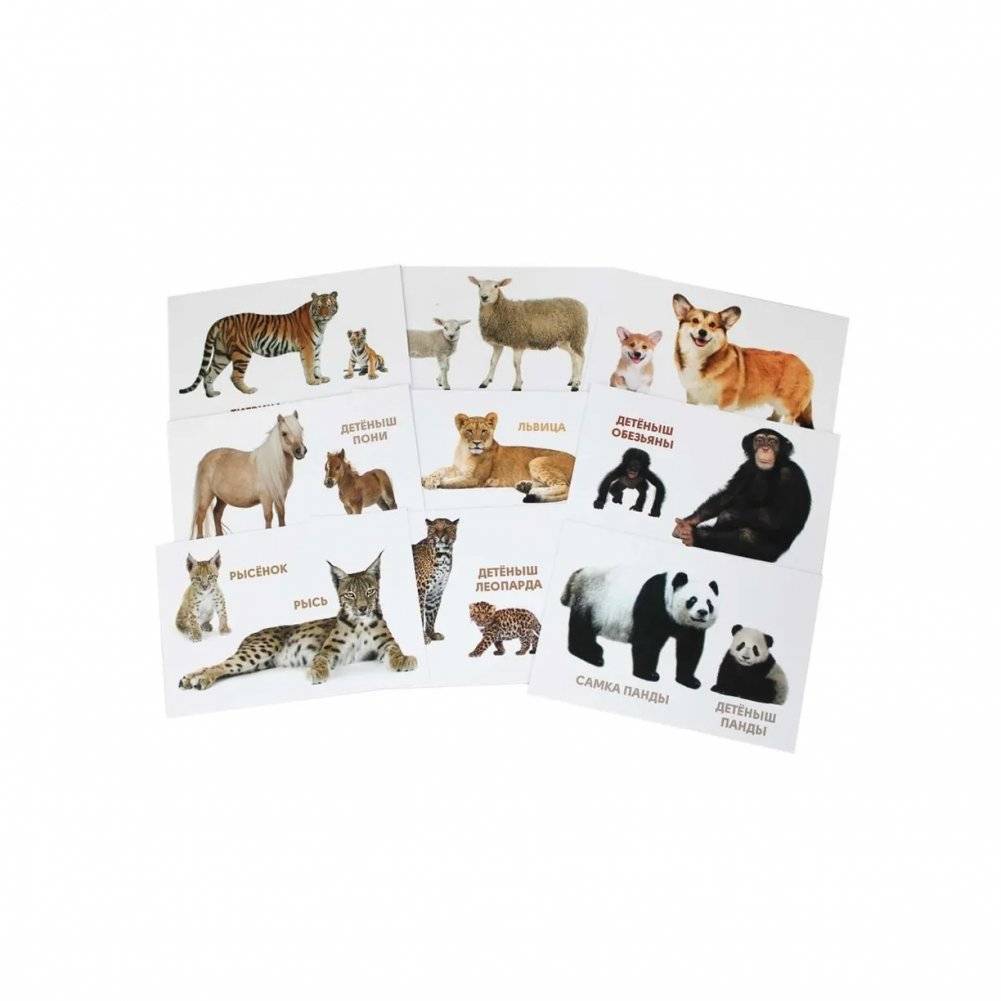 Развивающие карточки. Мамы и детки фото книги 3