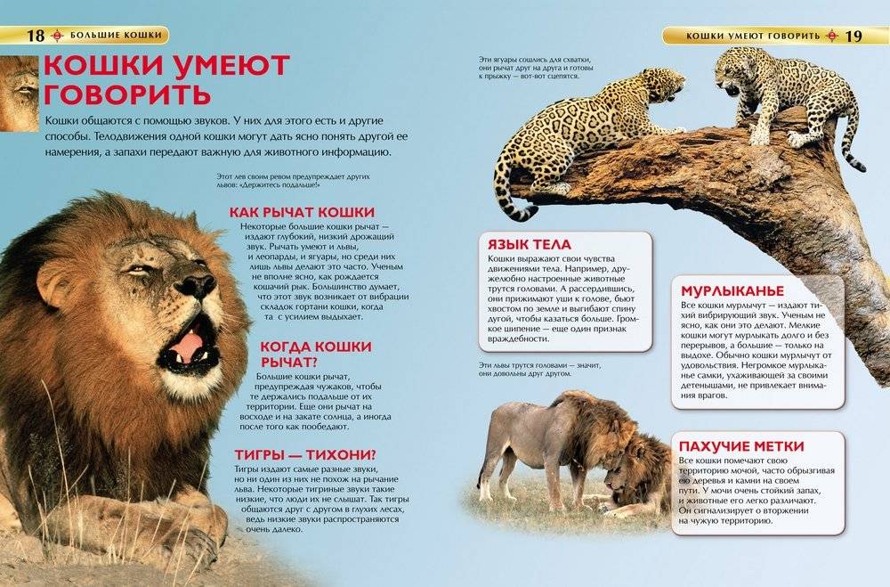 Большие кошки. Детская энциклопедия фото книги 3