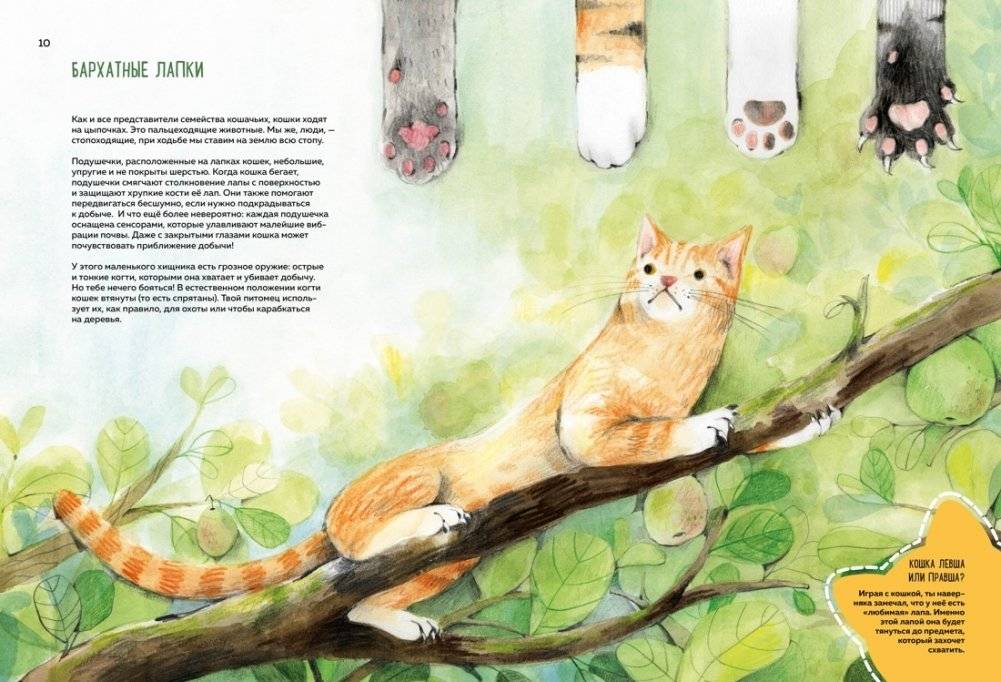 Невероятные коты. Всё, что нужно знать о любимых питомцах фото книги 3
