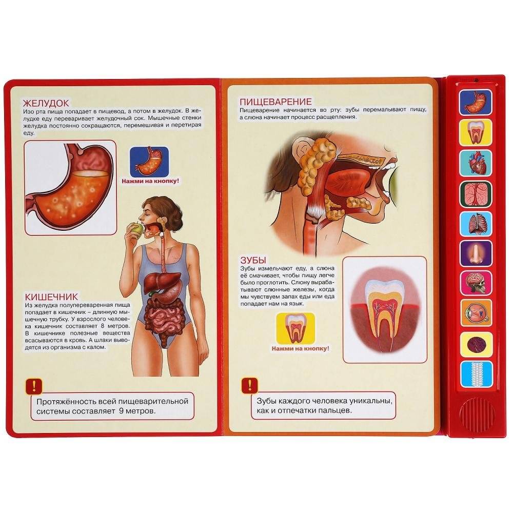 Тело человека. 10 звуковых кнопок фото книги 2