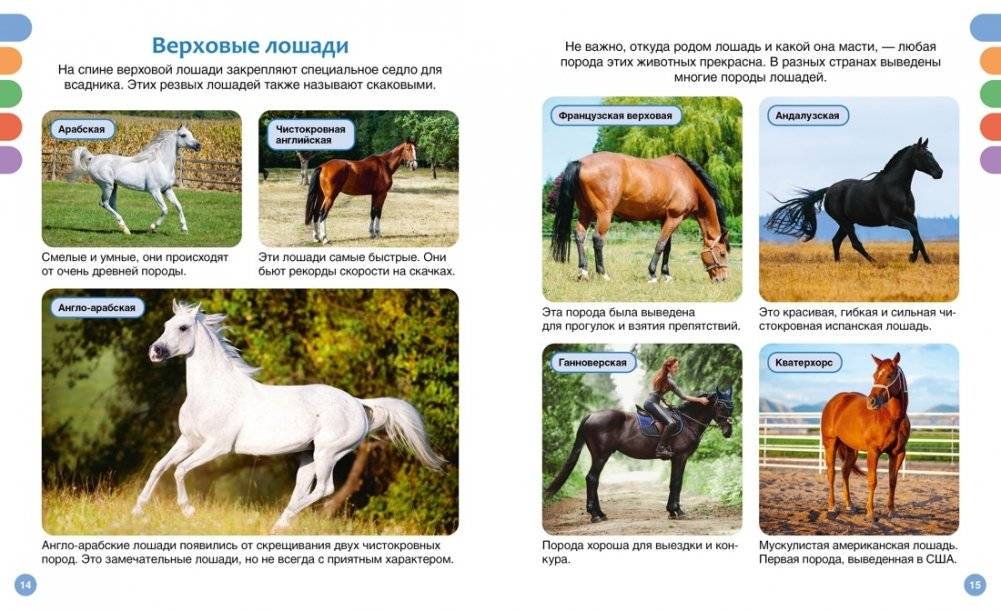 Лошади фото книги 6