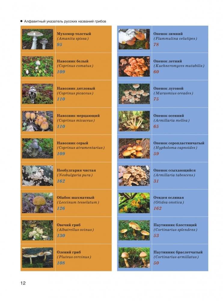 Большая энциклопедия. Грибы. Съедобные и несъедобные. Собираем и готовим. фото книги 13