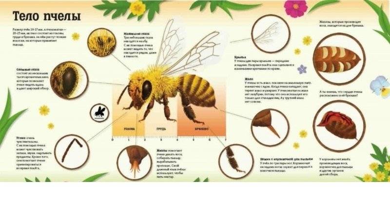 Улей. Как живут пчёлы? фото книги 2