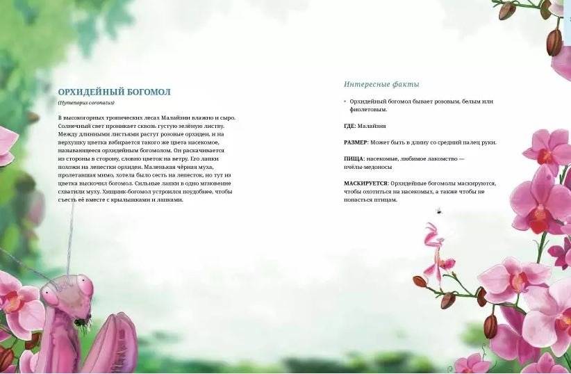 Животные-невидимки. Чудеса маскировки в дикой природе фото книги 4