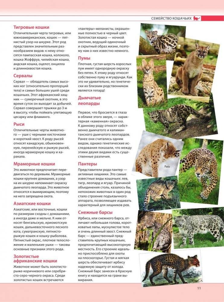 Кошки. Самая полная иллюстрированная энциклопедия фото книги 10