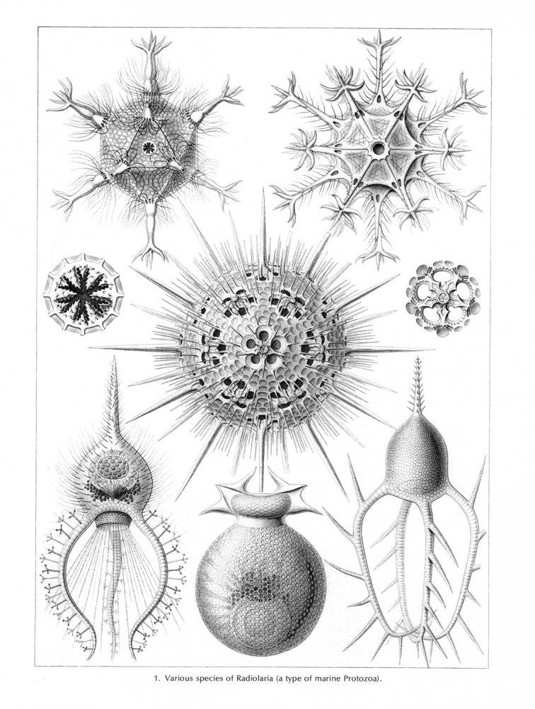 Art Forms in Nature фото книги 2