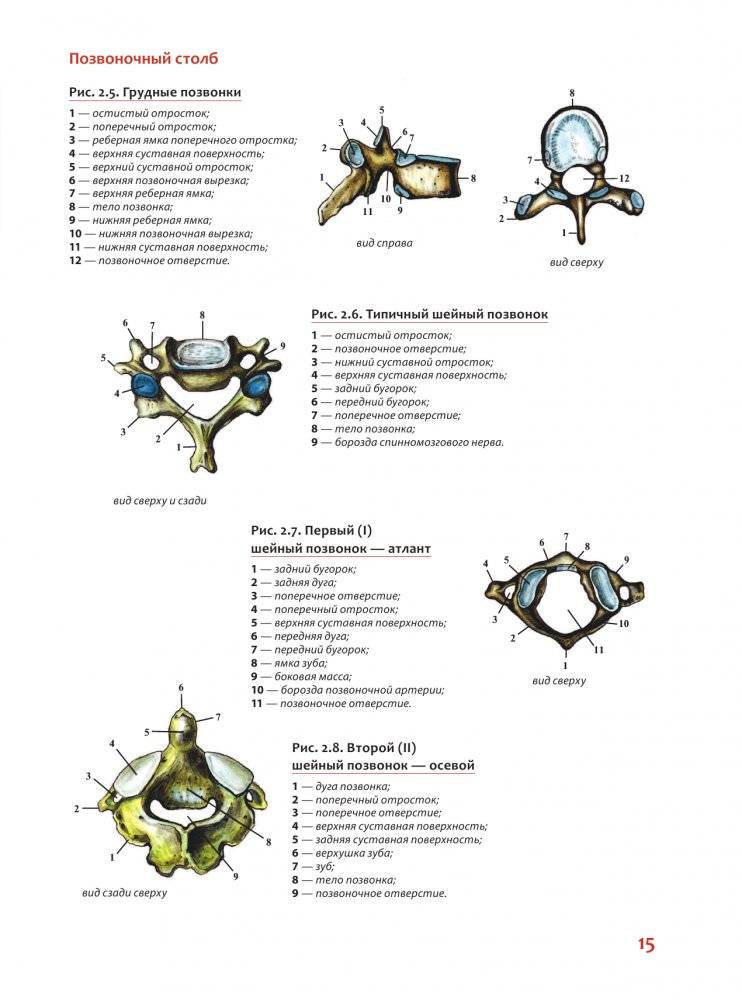 Наглядная анатомия человека. Подробный атлас с иллюстрациями фото книги 15