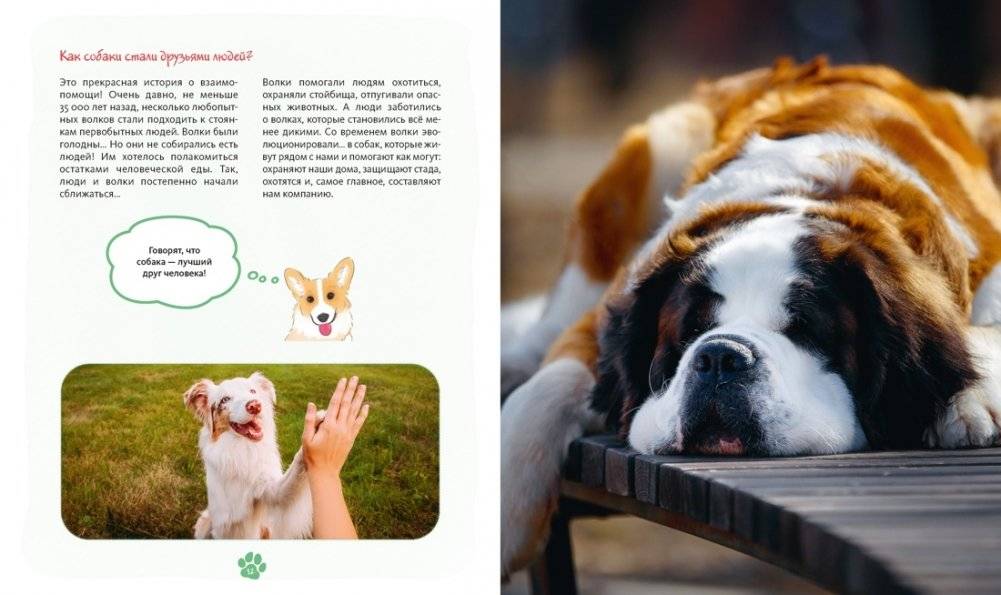 Я и моя собака. Как понять питомца и стать ему другом фото книги 5