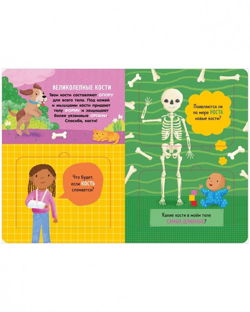 Книжка с окошками. Как устроено тело человека. И другие интересные вопросы фото книги 3