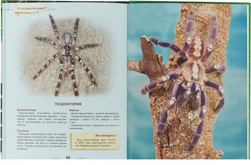 Энциклопедия для детей. Кто в джунглях живет? фото книги 5