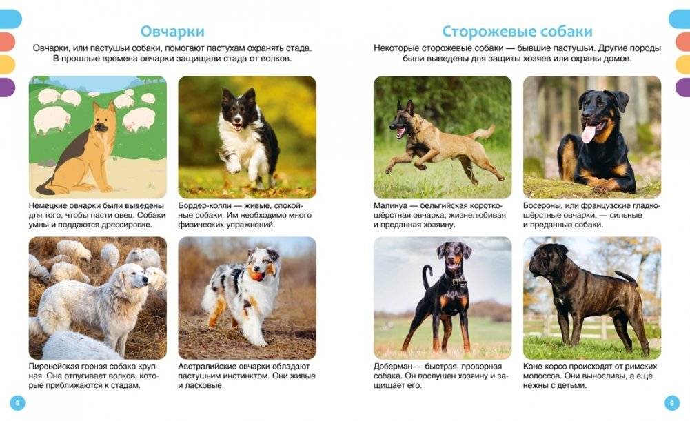 Любимые питомцы фото книги 4