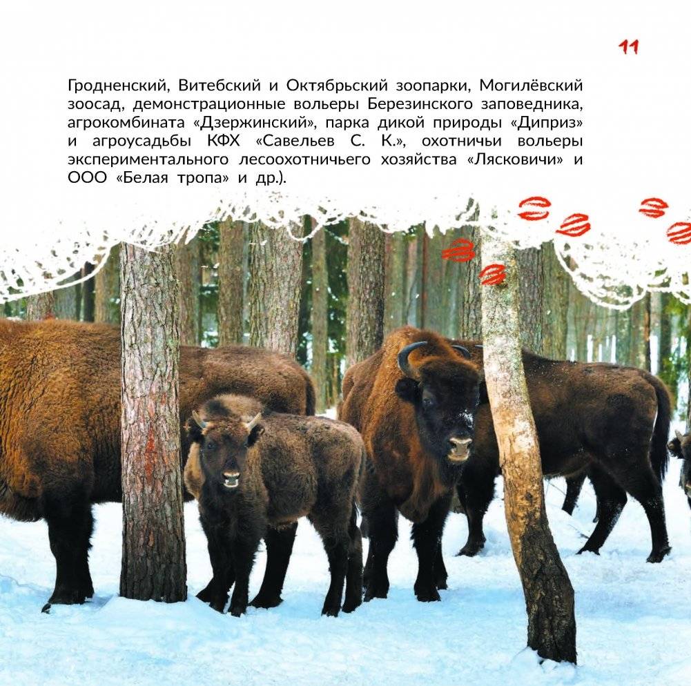 Зубр: белорусский богатырь фото книги 5