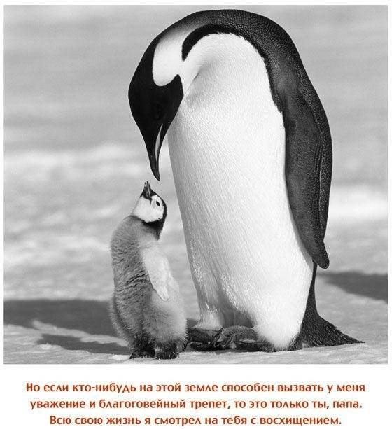 Дорогой папочка. Отец, друг и герой фото книги 7