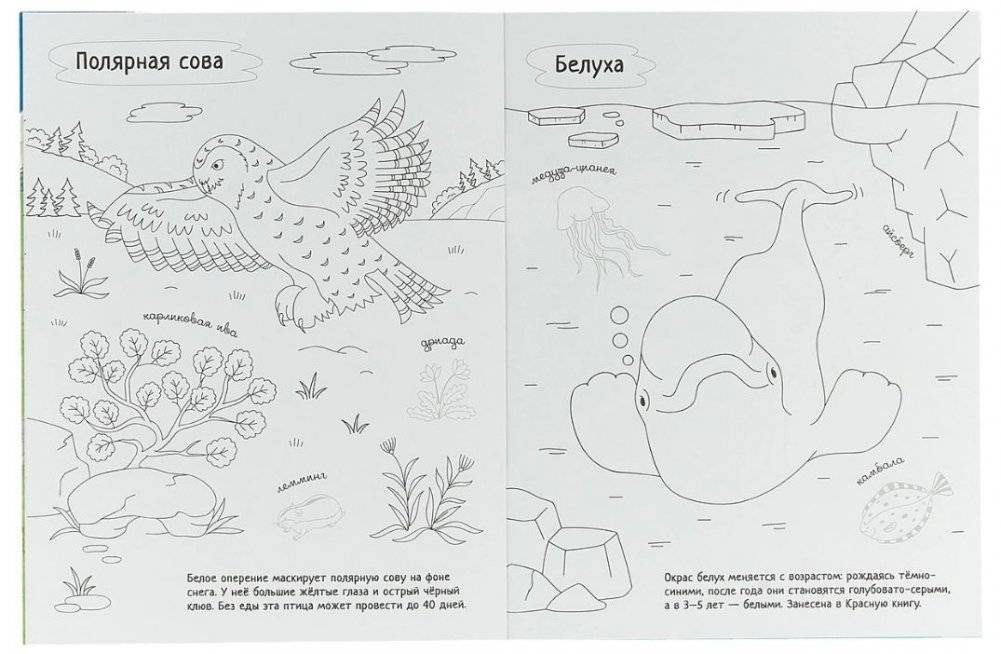 Раскрась Россию. Арктика фото книги 3