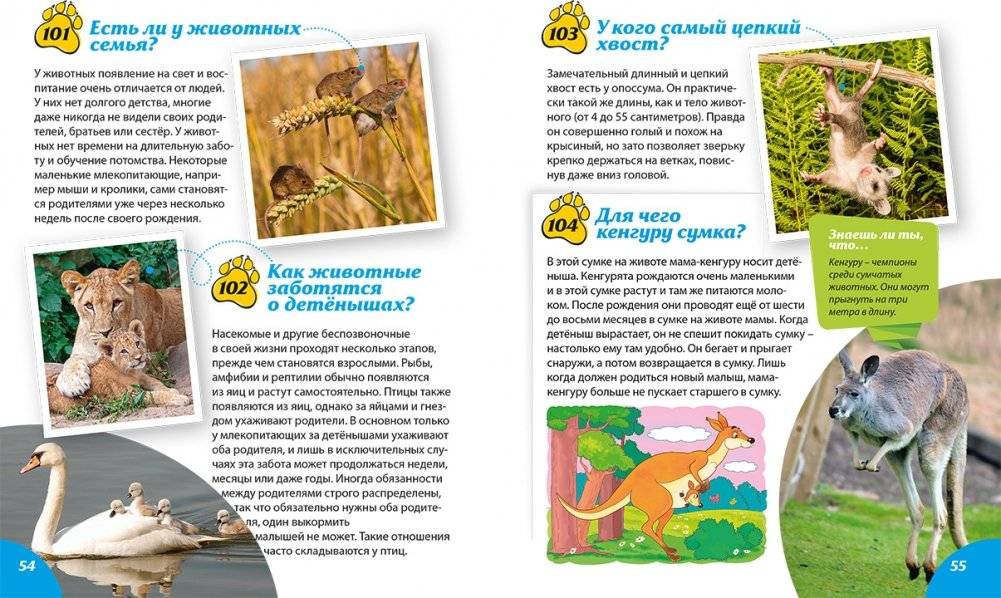 Как? Почему? Зачем? Новая книга вопросов и ответов фото книги 5