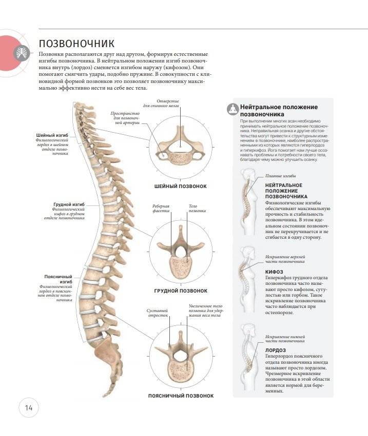 Анатомия и физиология йоги: совершенствование практики ключевых асан фото книги 12