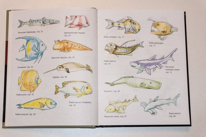 Рисование. Первые шаги фото книги 5