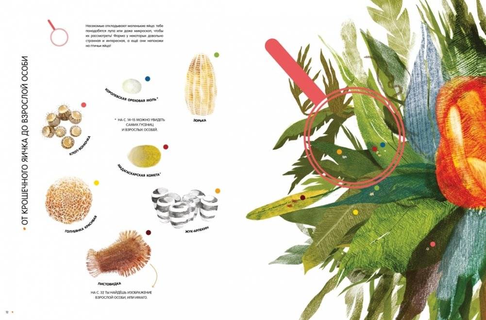Насекомые в натуральную величину фото книги 5