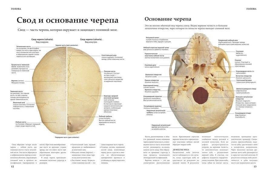 Анатомия человека фото книги 7