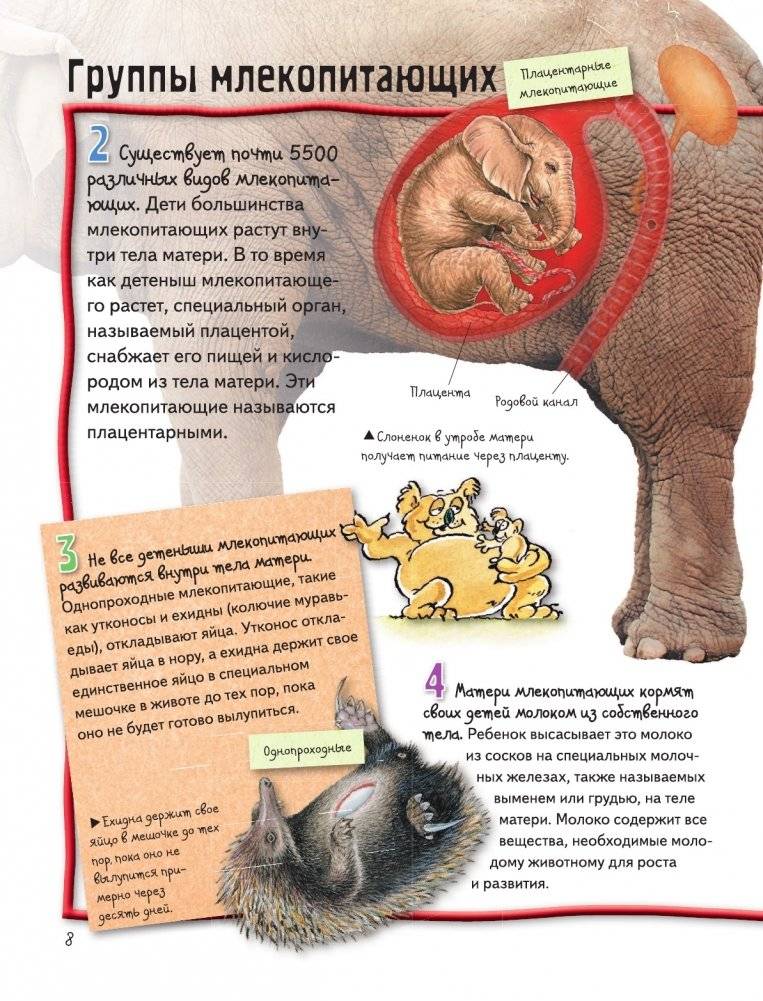 Животные фото книги 9