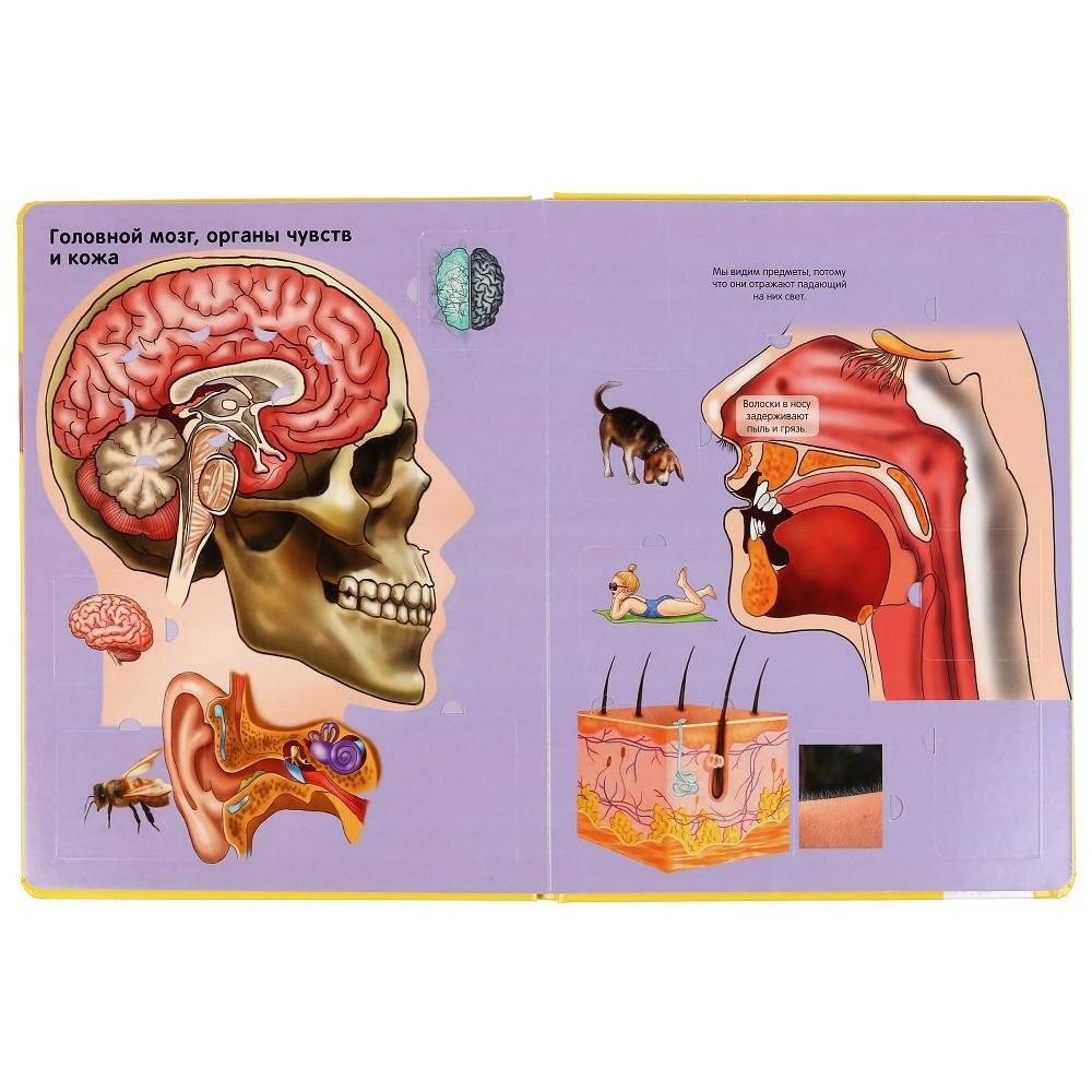 Тело человека фото книги 2