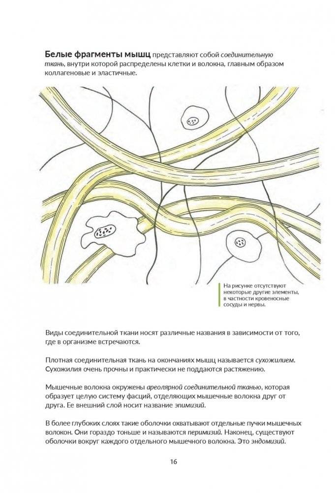 Анатомия йоги. Как работают мышцы фото книги 6