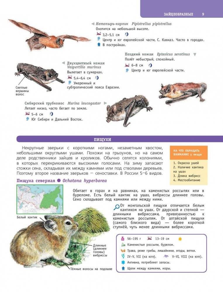 Большой определитель птиц, зверей, насекомых и растений России фото книги 10