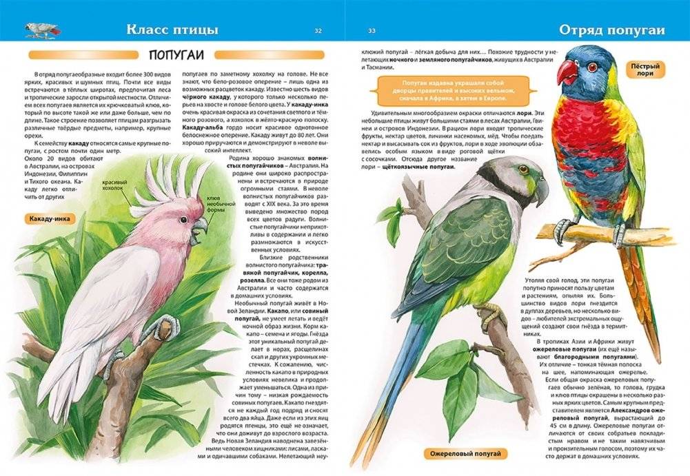 Животные. Большая детская энциклопедия фото книги 2