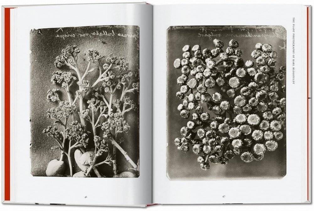 Karl Blossfeldt. The Complete Published Work. 40th Ed. фото книги 4