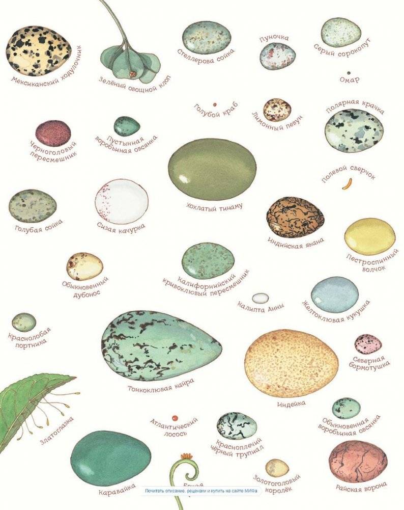 Яйцо любит тишину фото книги 2