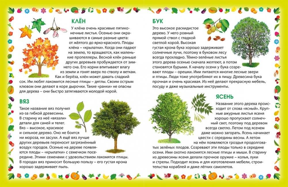 Растения. Энциклопедия для малышей фото книги 2