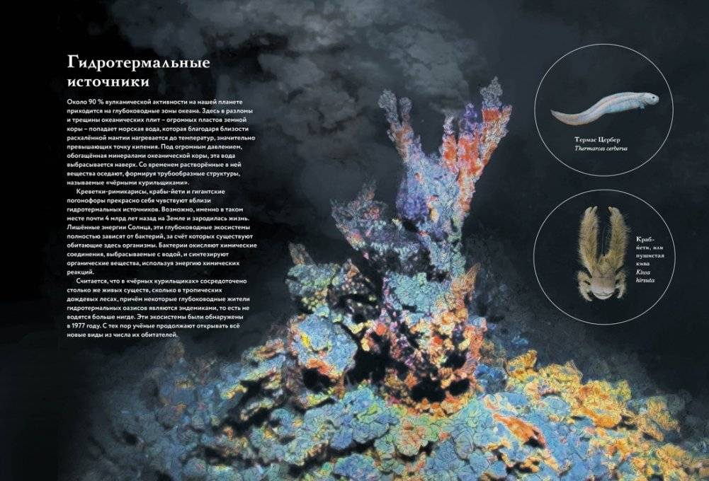 Океан и его обитатели фото книги 7