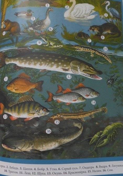 Животные: виды, особенности, места обитания фото книги 4