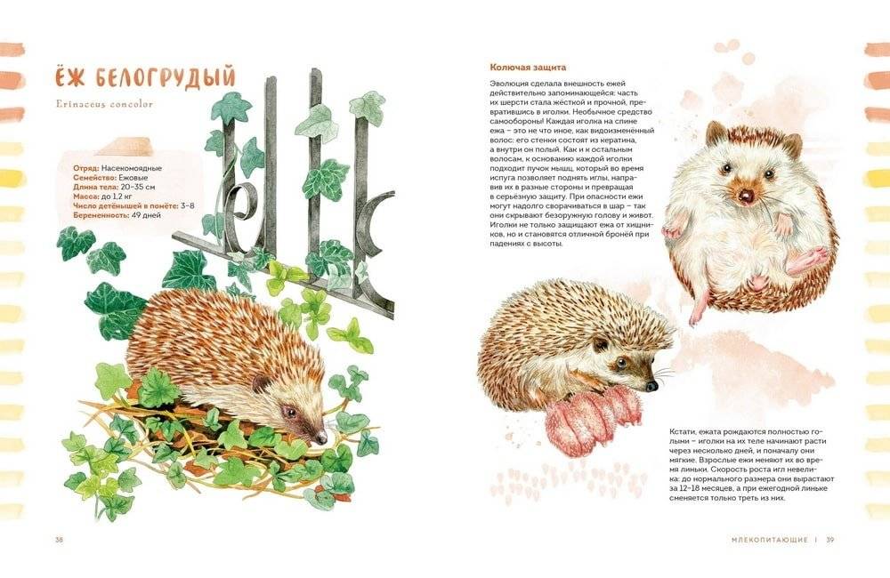 Животные в городе. Где найти и как узнать фото книги 4