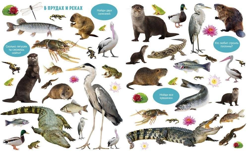 Большая книга малыша. Животные фото книги 5