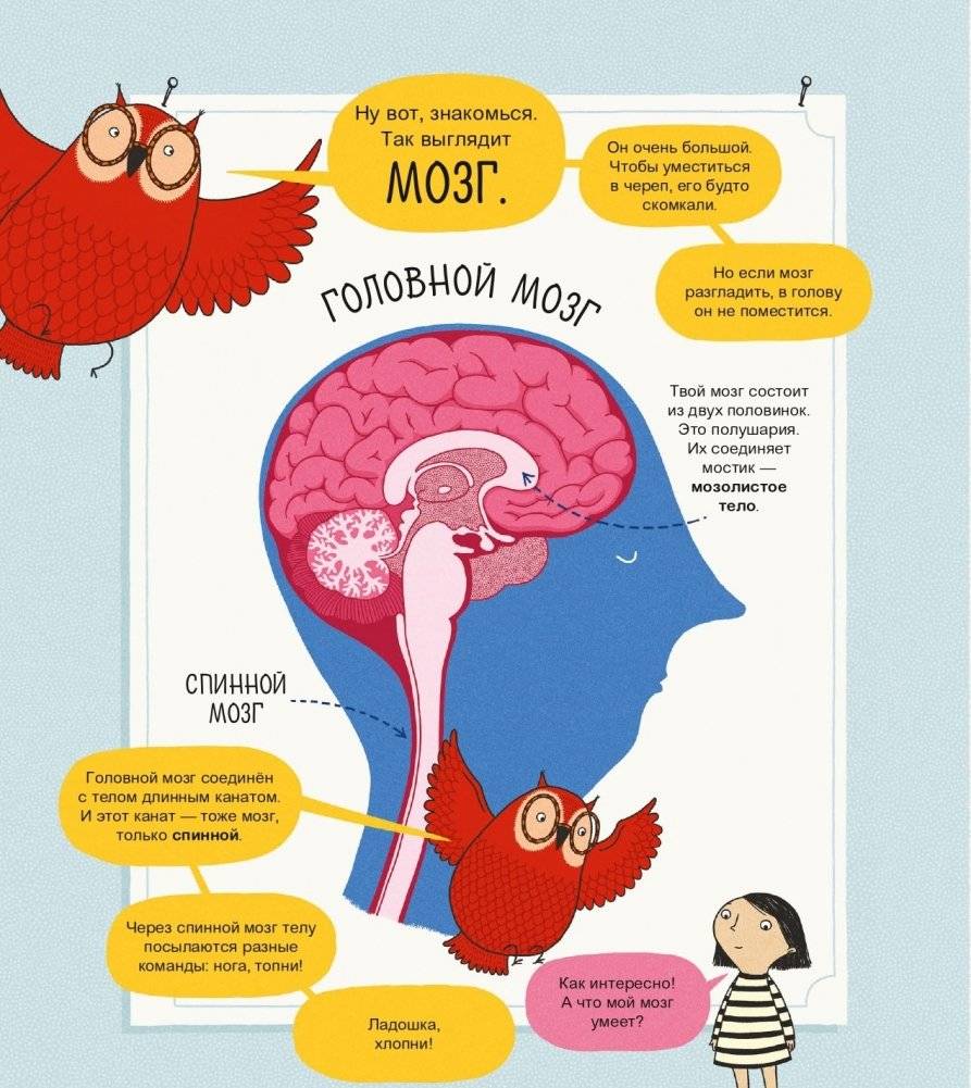 Твой мозг. Книга-экскурсия. Первое знакомство фото книги 4