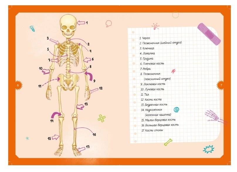 Детская энциклопедия. Тело человека фото книги 3