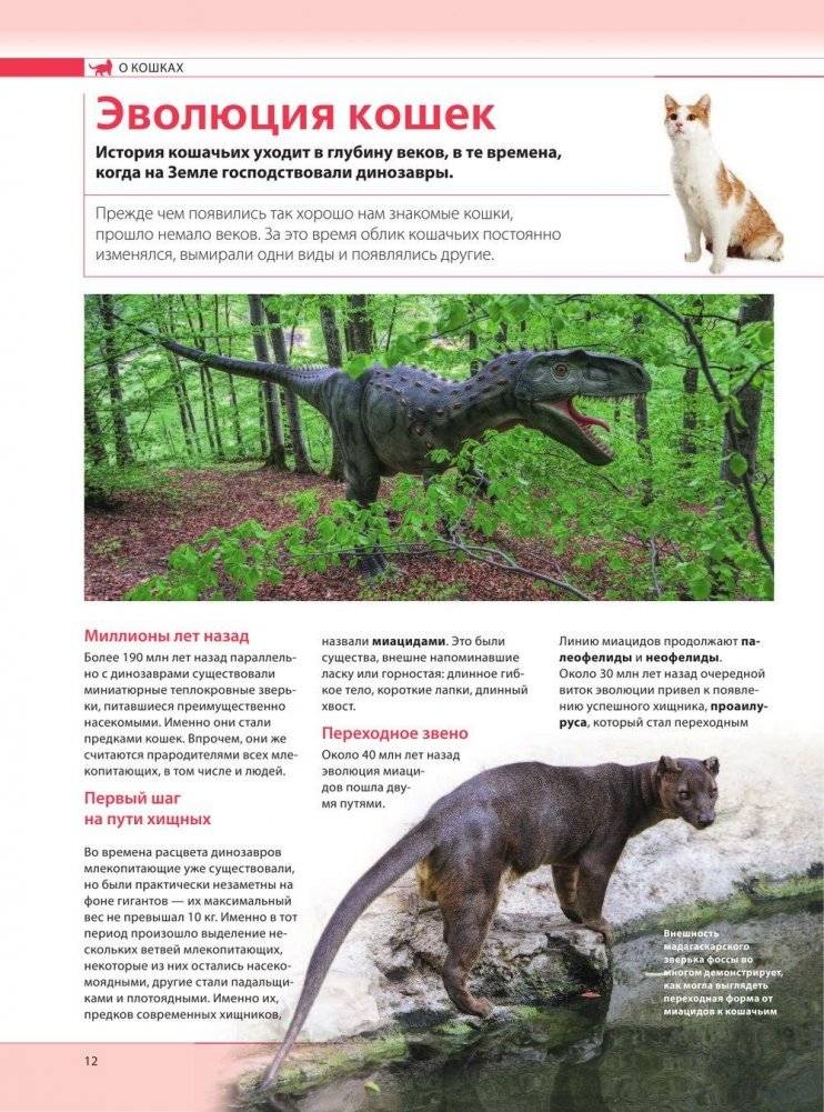 Кошки. Самая полная иллюстрированная энциклопедия фото книги 11