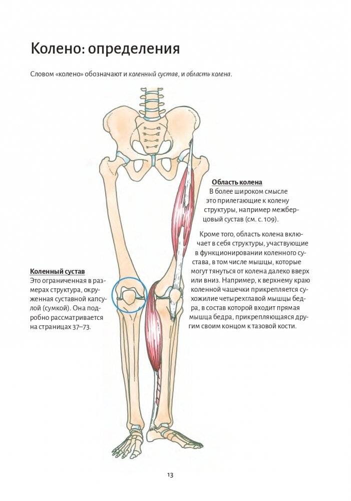 Анатомия йоги. Колени фото книги 7