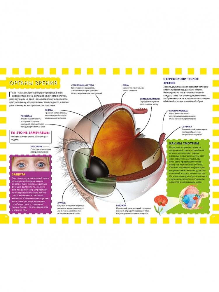 Как работает твоё тело. Детская энциклопедия фото книги 8