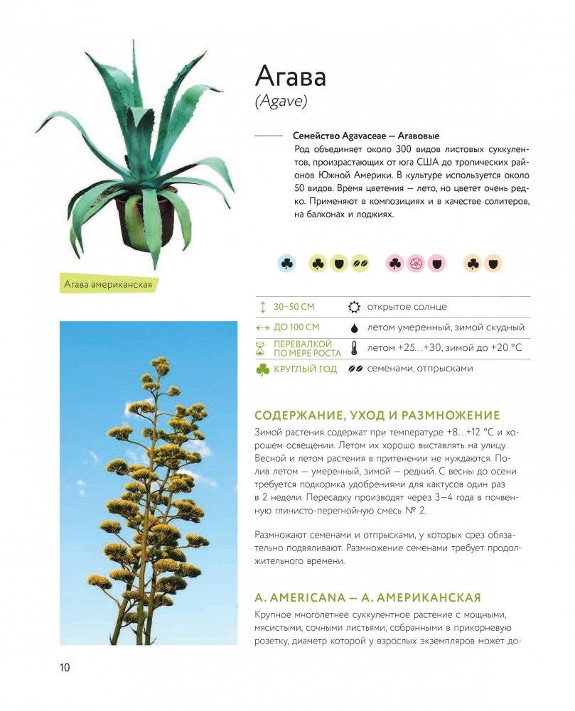 Зеленый оазис. Комнатные растения от А до Я фото книги 3