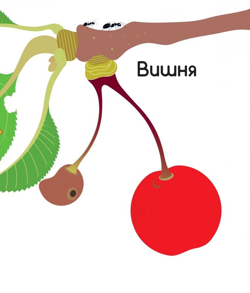 Что за фрукт? фото книги 7