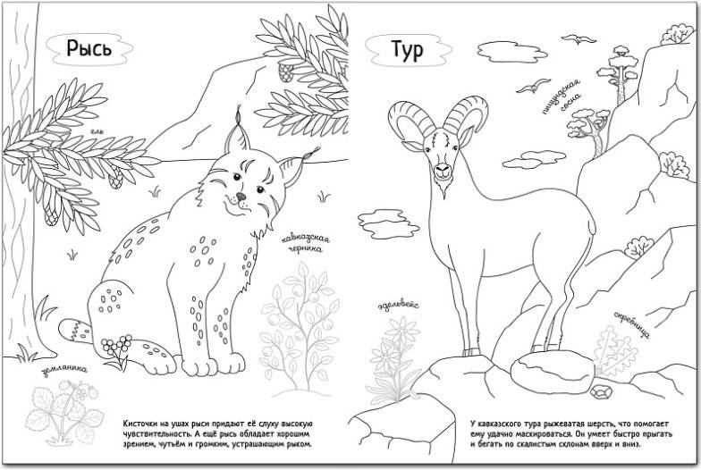 Раскрась Россию. Кавказ фото книги 2
