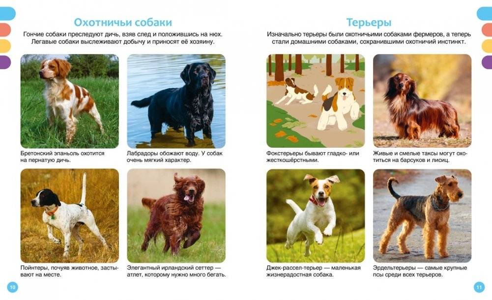 Любимые питомцы фото книги 5