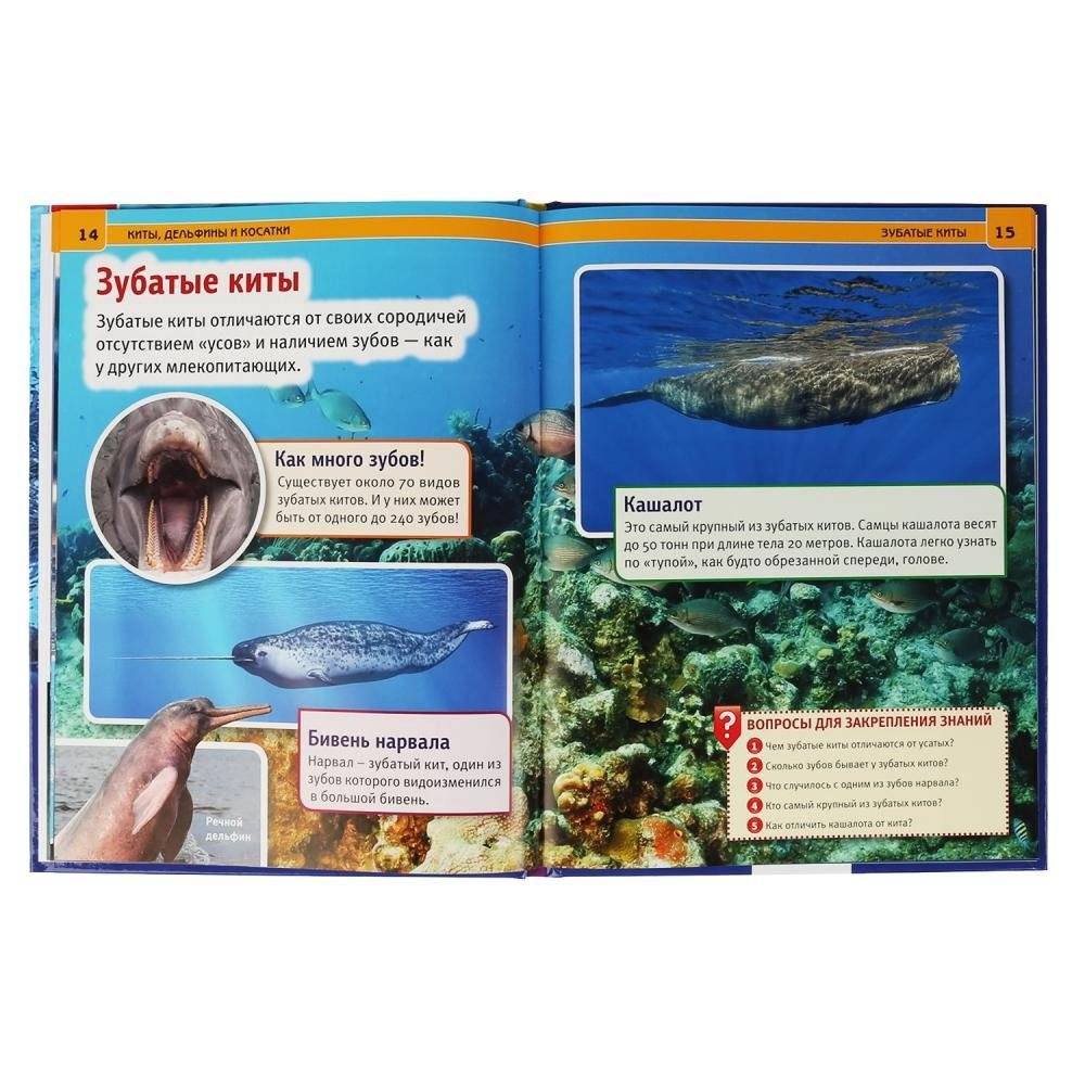 Киты. Дельфины и косатки фото книги 3